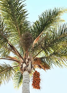 betel palm batik