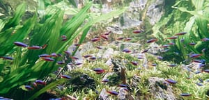 ganggong moerasplant batik